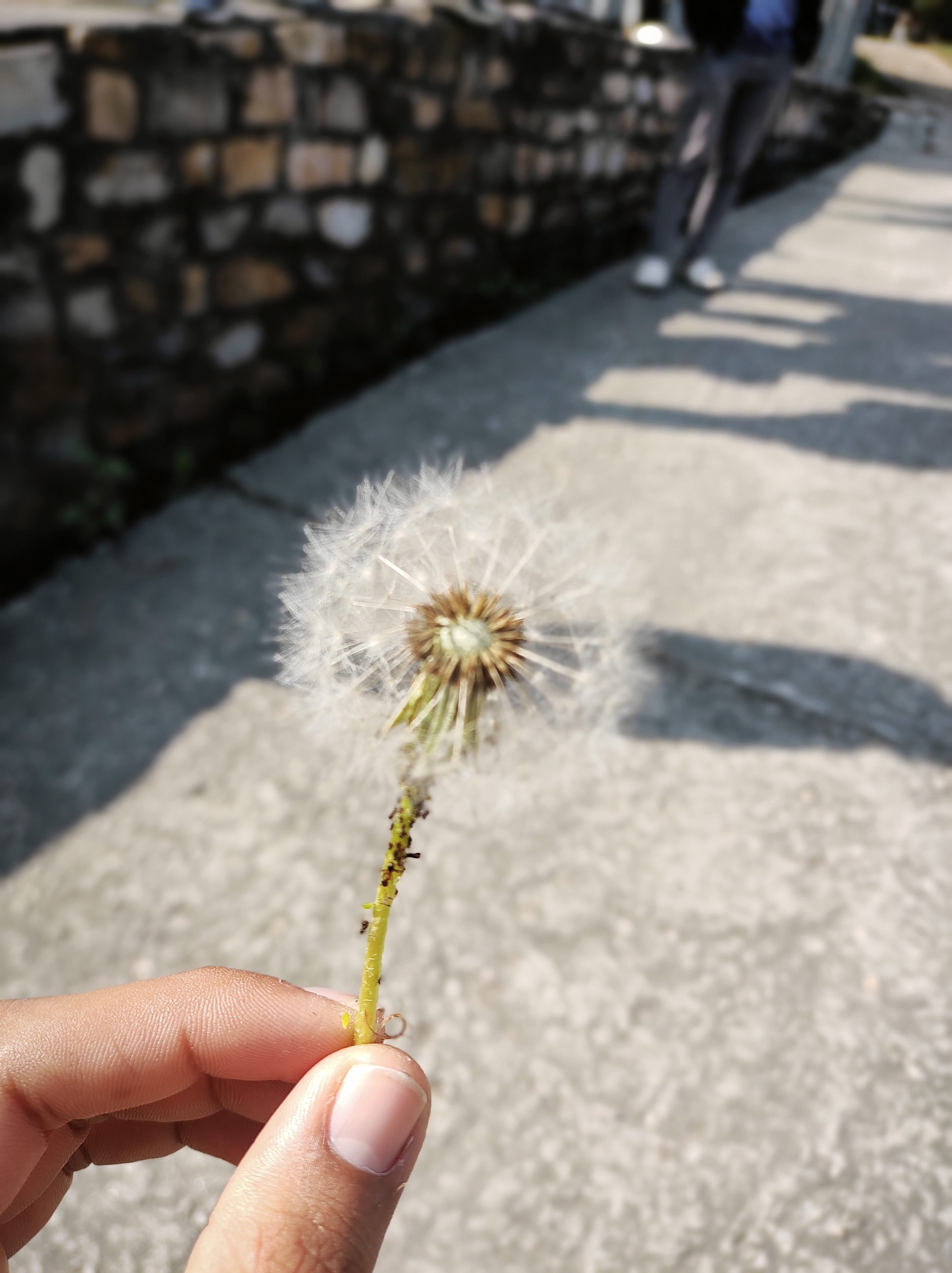 couldn't load image